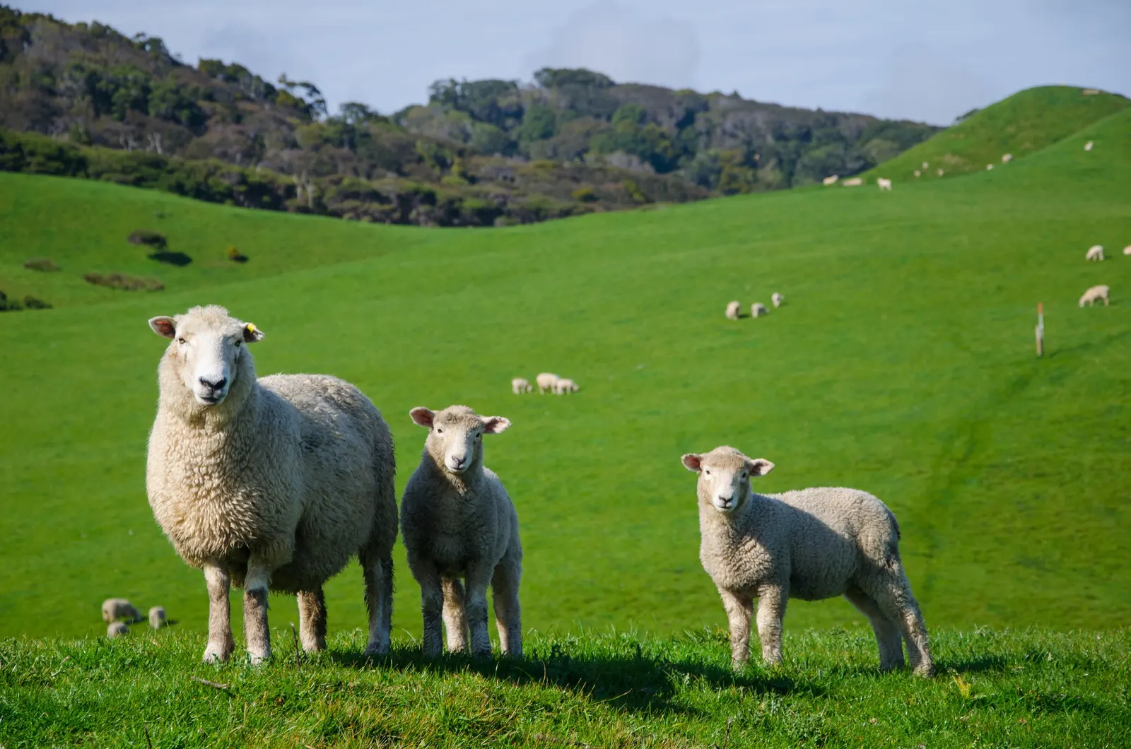 Ovejas pastando en el campo: origen de la materia prima animal trazable